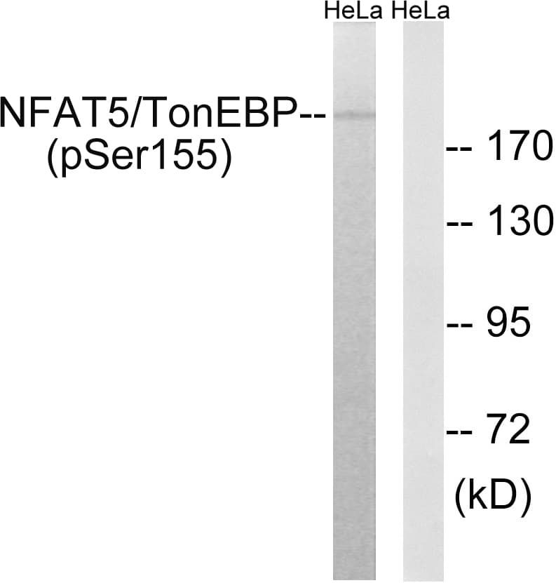 NFAT5 Antibody (phospho-Ser155)