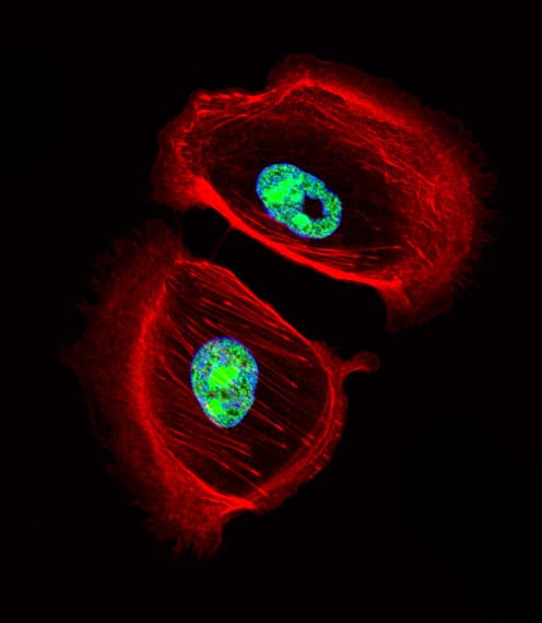 ARNT2 Antibody (aa249-278)