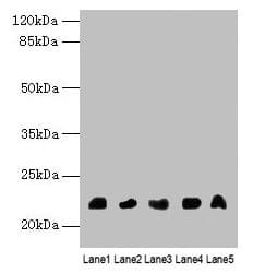 Polyclonal Rabbit anti-Human NRSN1 Antibody