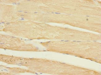 HLA-DOA Antibody