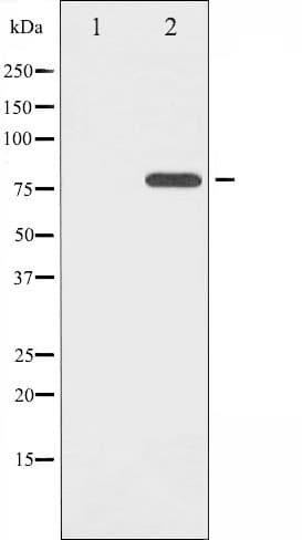 Polyclonal Rabbit anti-Human MAPT / Tau Antibody (phospho-Thr205, IHC, WB)