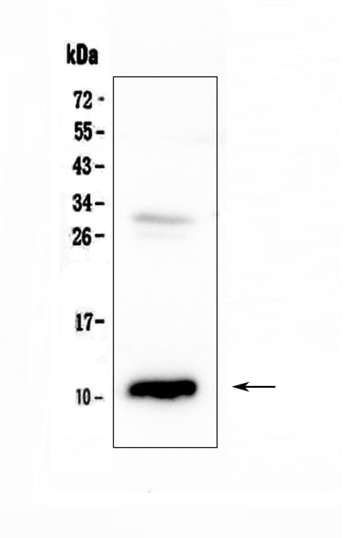 Polyclonal Rabbit anti-Rat CCL2 / MCP1 Antibody (WB)