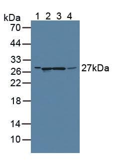 GAMT Antibody (aa2-236, APC, Cy7)