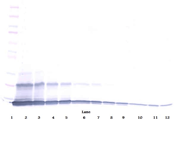 CCL23 / MIP3 Antibody