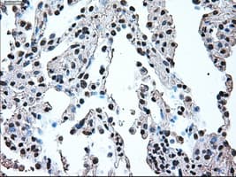 IRF3 Antibody (clone OTI5D2)