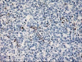 STAT4 Antibody (clone OTI1B1)