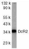 TRAIL-R4 / DCR2 Antibody