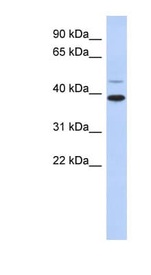 RNF121 Antibody (aa215-264)