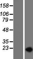SF3B1 Protein (Over-Expression Lysate Myc-DDK (Flag))
