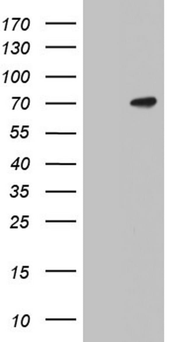 N4BP2L2 Antibody (clone OTI1E2)