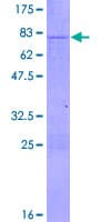 Human STAU2 Protein (Recombinant GST)