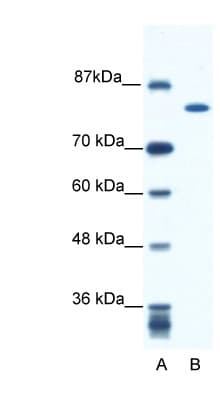 KIF23 / MKLP1 Antibody (aa32-81)