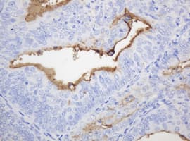 Monoclonal Mouse anti-Human EMA / MUC1 Antibody (clone OTI4A5, IHC, IF, WB)