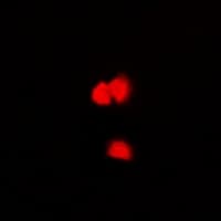CASK Antibody
