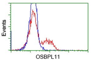 OSBPL11 Antibody (clone OTI5A10)