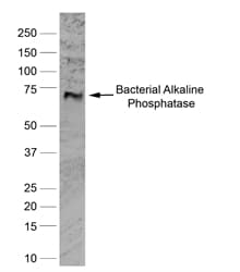 Alkaline Phosphatase Antibody (clone BGN/03/662)