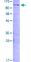 Human NF90 / ILF3 Protein (Recombinant GST)