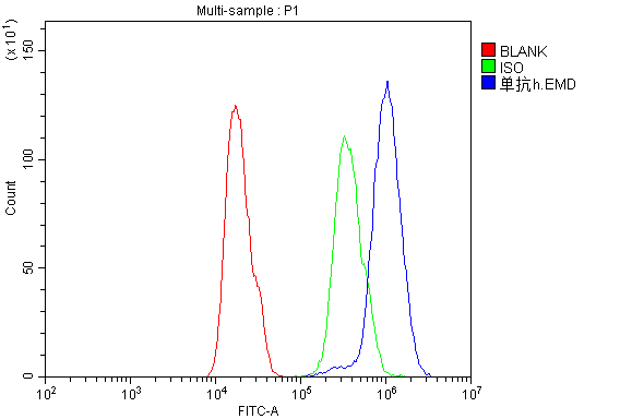 Monoclonal Mouse anti-Human EMD / Emerin Antibody (IHC, WB)