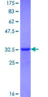 Human BHLHA15 Protein (Recombinant GST, N-terminus)