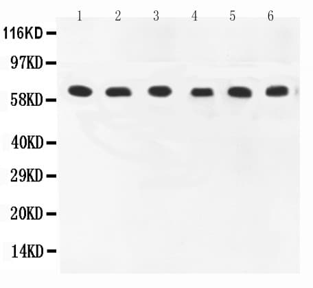 PTGS1 / COX-1 Antibody (aa318-599)