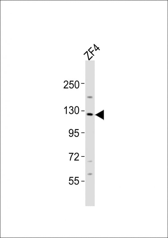 STK10 / LOK Antibody (aa342-376)