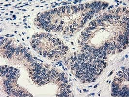 HDHD1 Antibody (clone OTI2E10, Carrier-free)