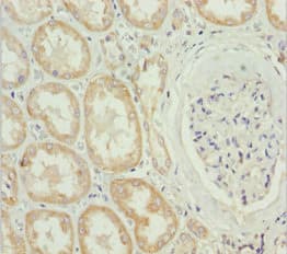 MTX2 Antibody