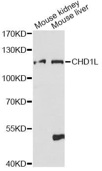 CHD1L Antibody