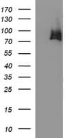 HSD17B4 Antibody (clone OTI3C5)