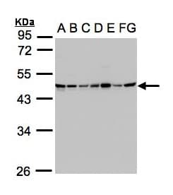 SUCLG2 Antibody (aa1-234)