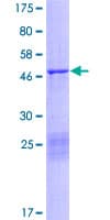 Human CAPNS1 / CAPN4 Protein (Recombinant GST)