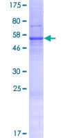 Human WDR90 Protein (Recombinant GST)