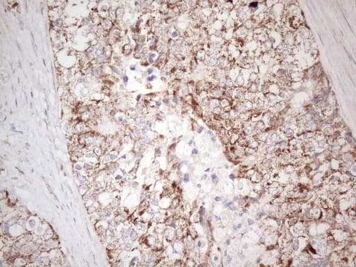 VISA / MAVS Antibody (aa1-247, clone OTI9C4)