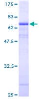 Human ATP6V0A2 Protein (Recombinant GST)