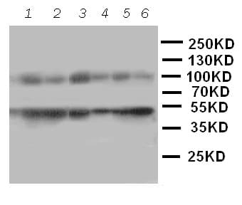MCM2 Antibody (aa884-904)