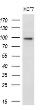 ECT2 Antibody (aa175-438, clone OTI2D9, Carrier-free)