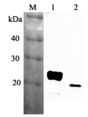 RBP4 Antibody