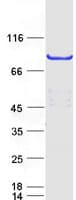 Human METTL13 / KIAA0859 Protein (Recombinant Myc-DDK (Flag))
