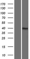 MCUR1 / CCDC90A Protein (Over-Expression Lysate Myc-DDK (Flag))