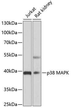 MAPK14 / p38 Antibody