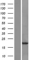 POLR2J3 Protein (Over-Expression Lysate Myc-DDK (Flag))