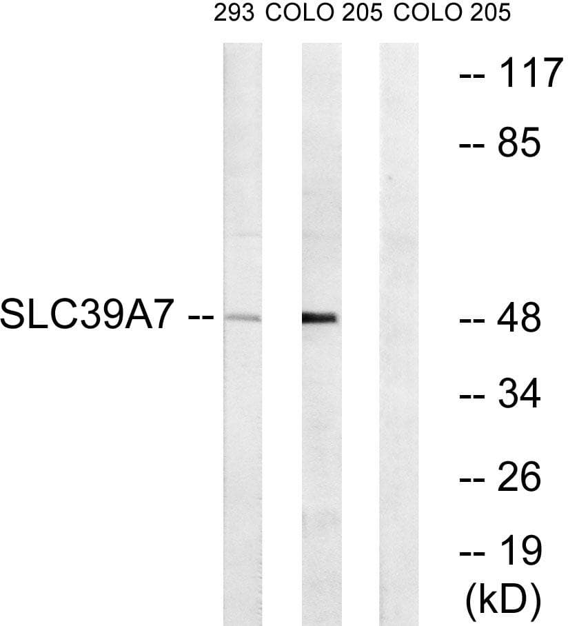 Polyclonal Rabbit anti-Human SLC39A7 / ZIP7 Antibody (WB)