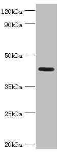 NPR2L / TUSC4 Antibody (aa1-220)