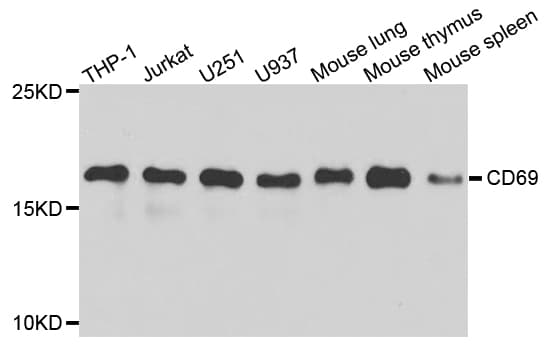 CD69 Antibody