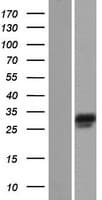 NEBL LASP2 Protein (Over-Expression Lysate Myc-DDK (Flag))