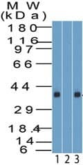 KLF8 Antibody (aa1-50)