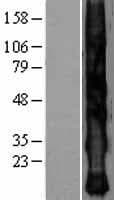 KRTAP2-4 Protein (Over-Expression Lysate Myc-DDK (Flag))