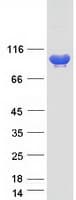 Human AMPD3 Protein (Recombinant Myc-DDK (Flag))