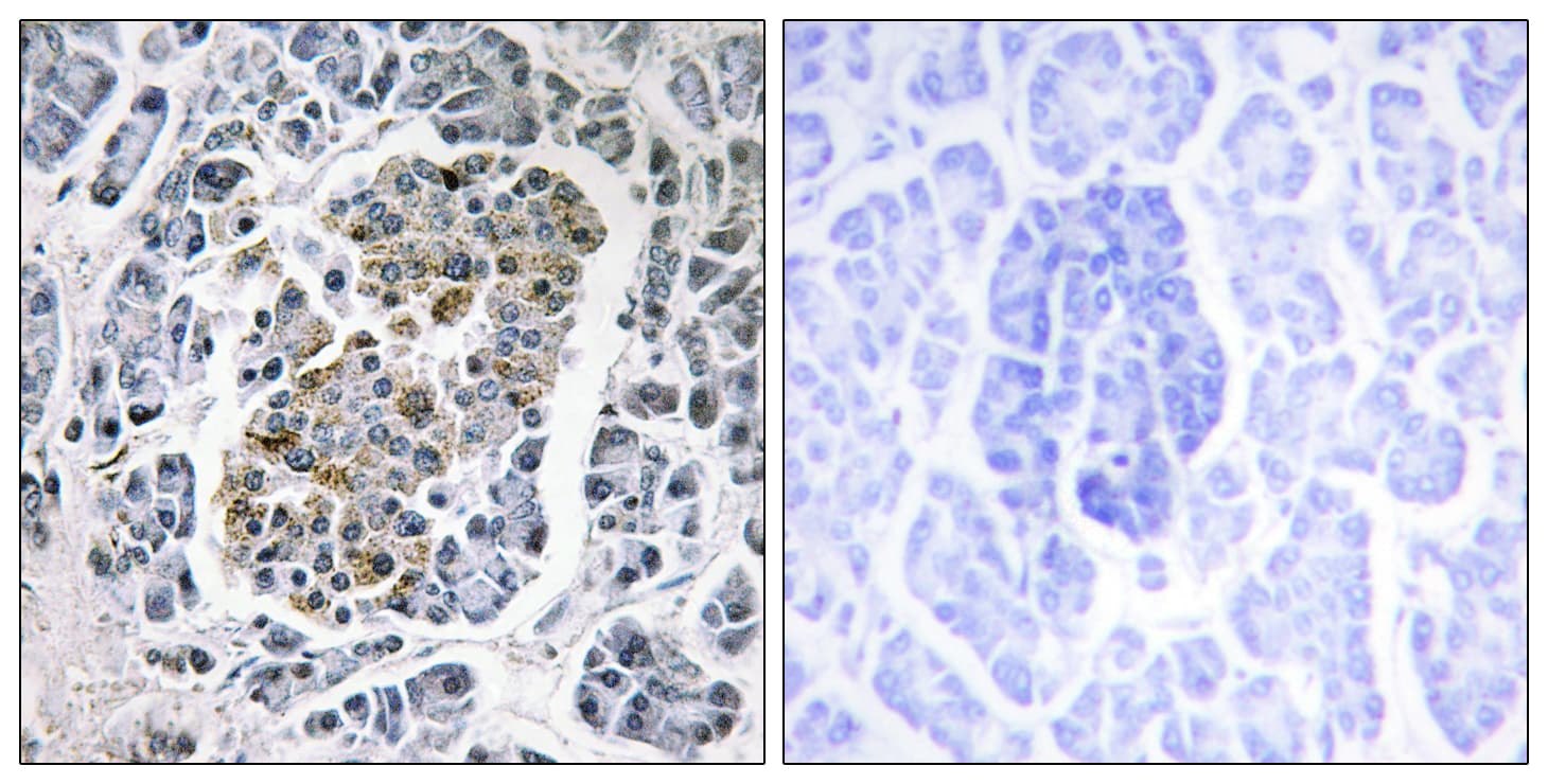 SSBP1 / mtSSB Antibody (aa99-148)
