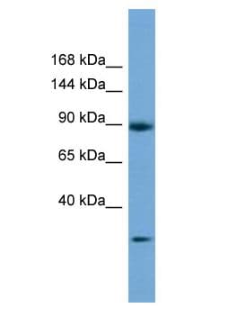 DENND5A Antibody (aa56-105)